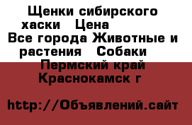 Щенки сибирского хаски › Цена ­ 12 000 - Все города Животные и растения » Собаки   . Пермский край,Краснокамск г.